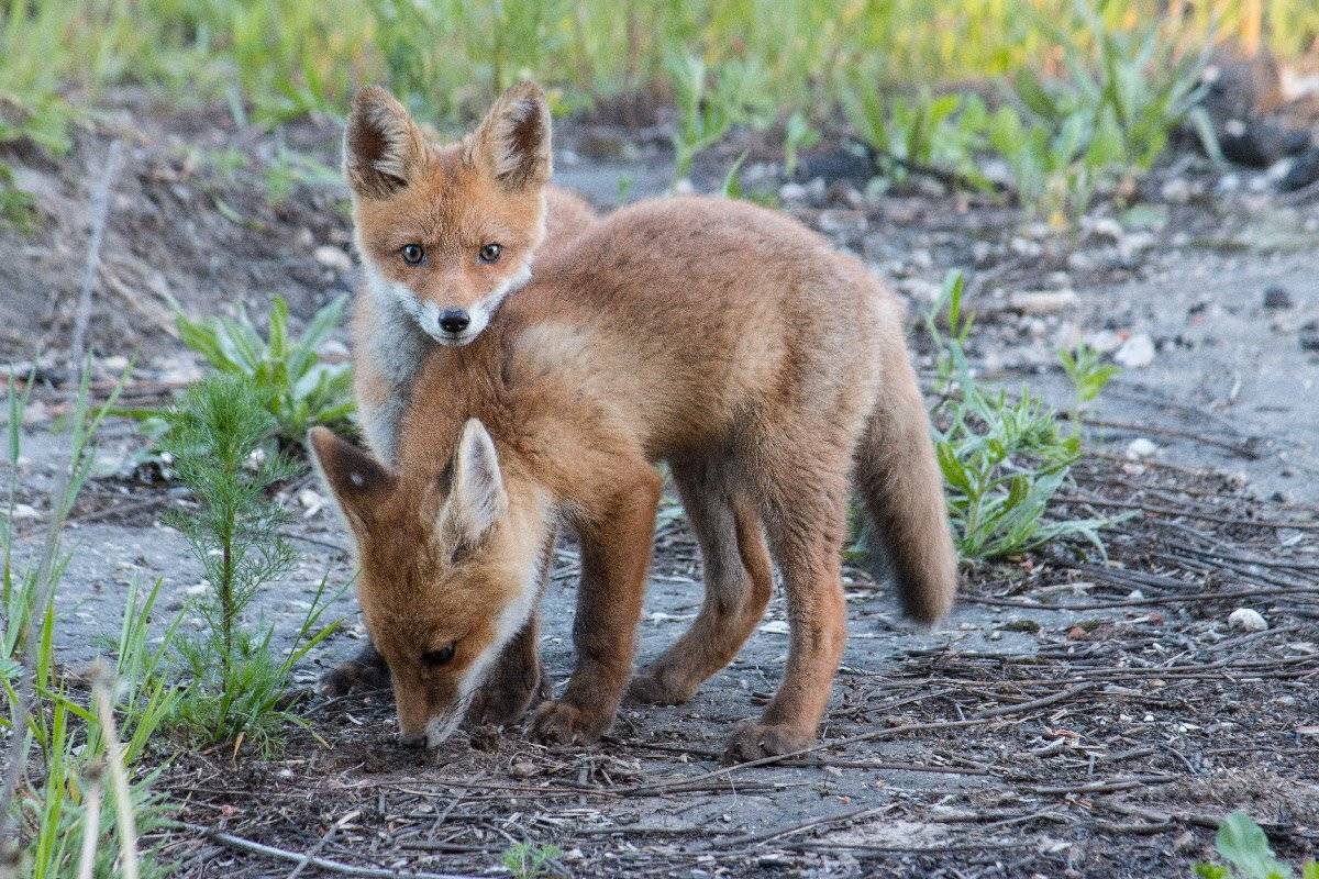 , Александр