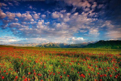 Весенний сон