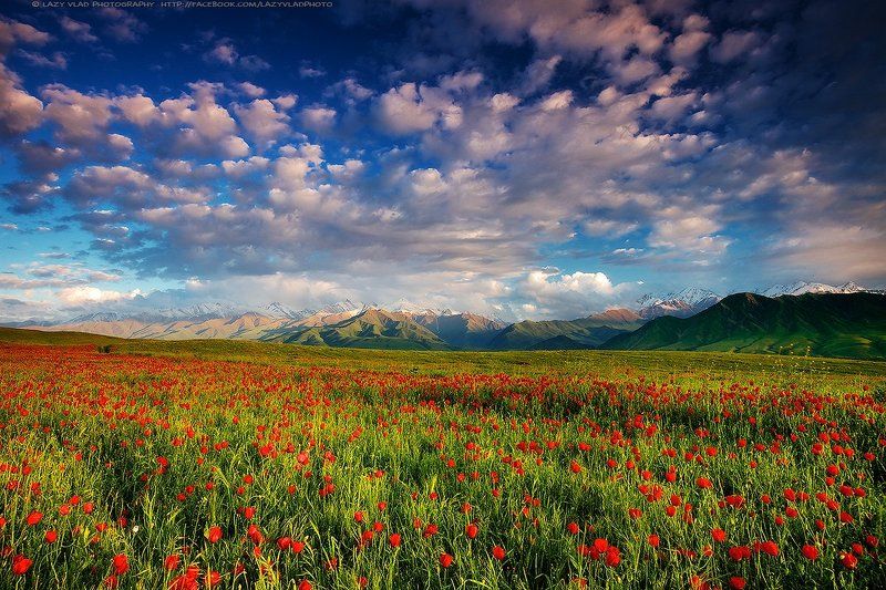 киргизия, бишкек, ала-тоо, горы, май, маки, горные цветы, lazy_vlad, lazyvladphoto, nophotoshop Весенний сон фото превью
