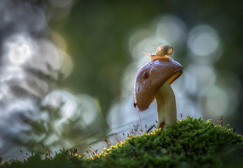 Вечерние миражи фото превью