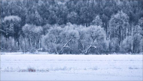 Близнецы