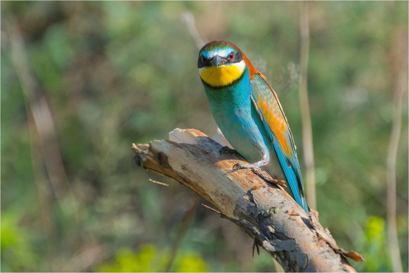 , Руслан Сигушин