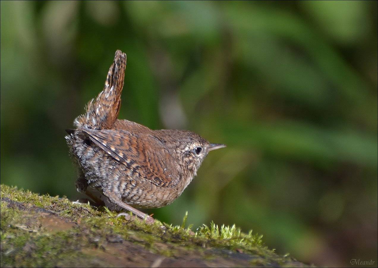 крапивник, Андрей Медведев