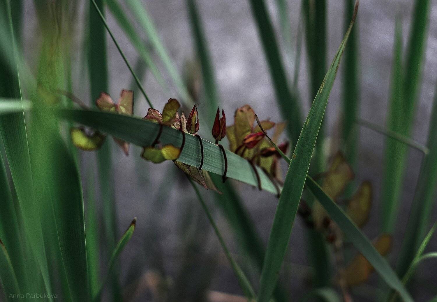 , Парбукова Анна