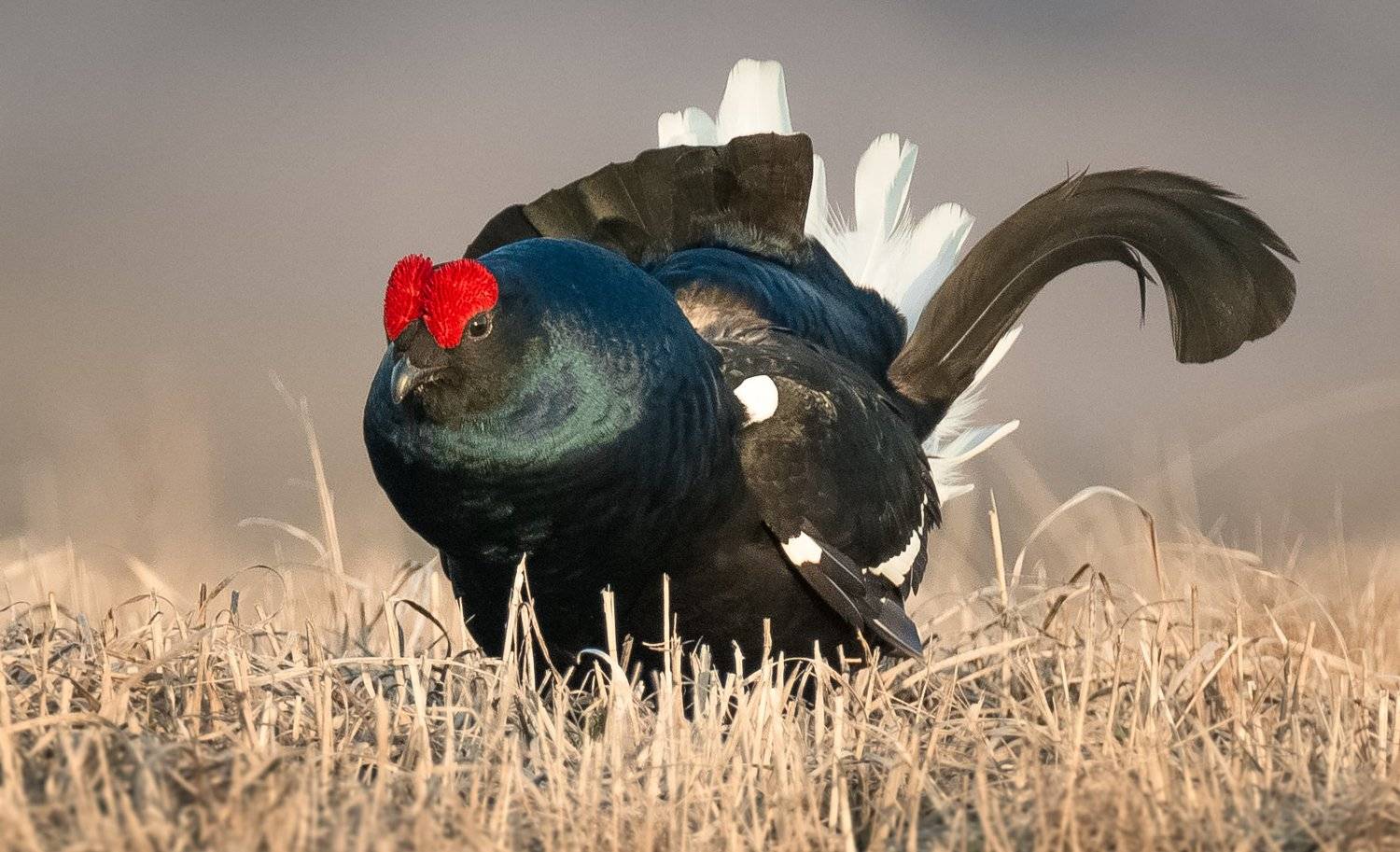 , Сергей Овчинников