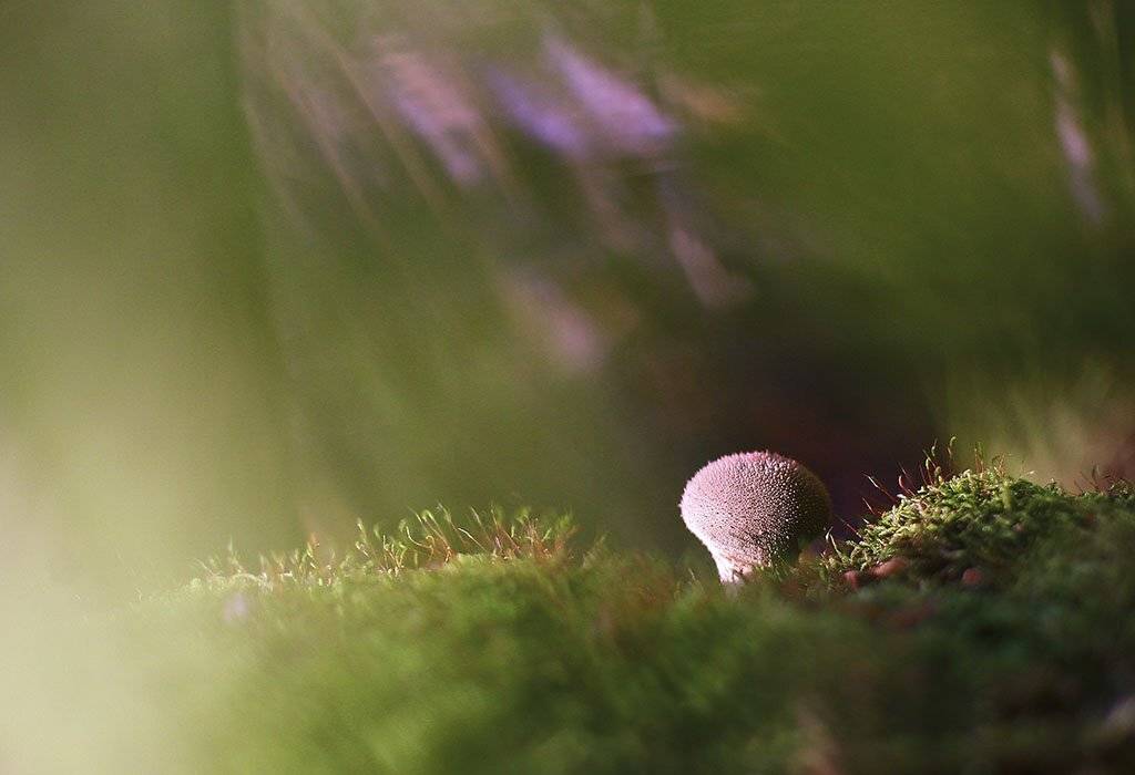 гриб,коричневые, одиночные, толстые,ножки, молодые,растение, макро, трава, мох, почва, зеленые, желтые, листья, ветки, осень,лес, пейзаж, природа,разноцветные,торфяно-болотные,иглы, продовольствия, семян,, Виктор