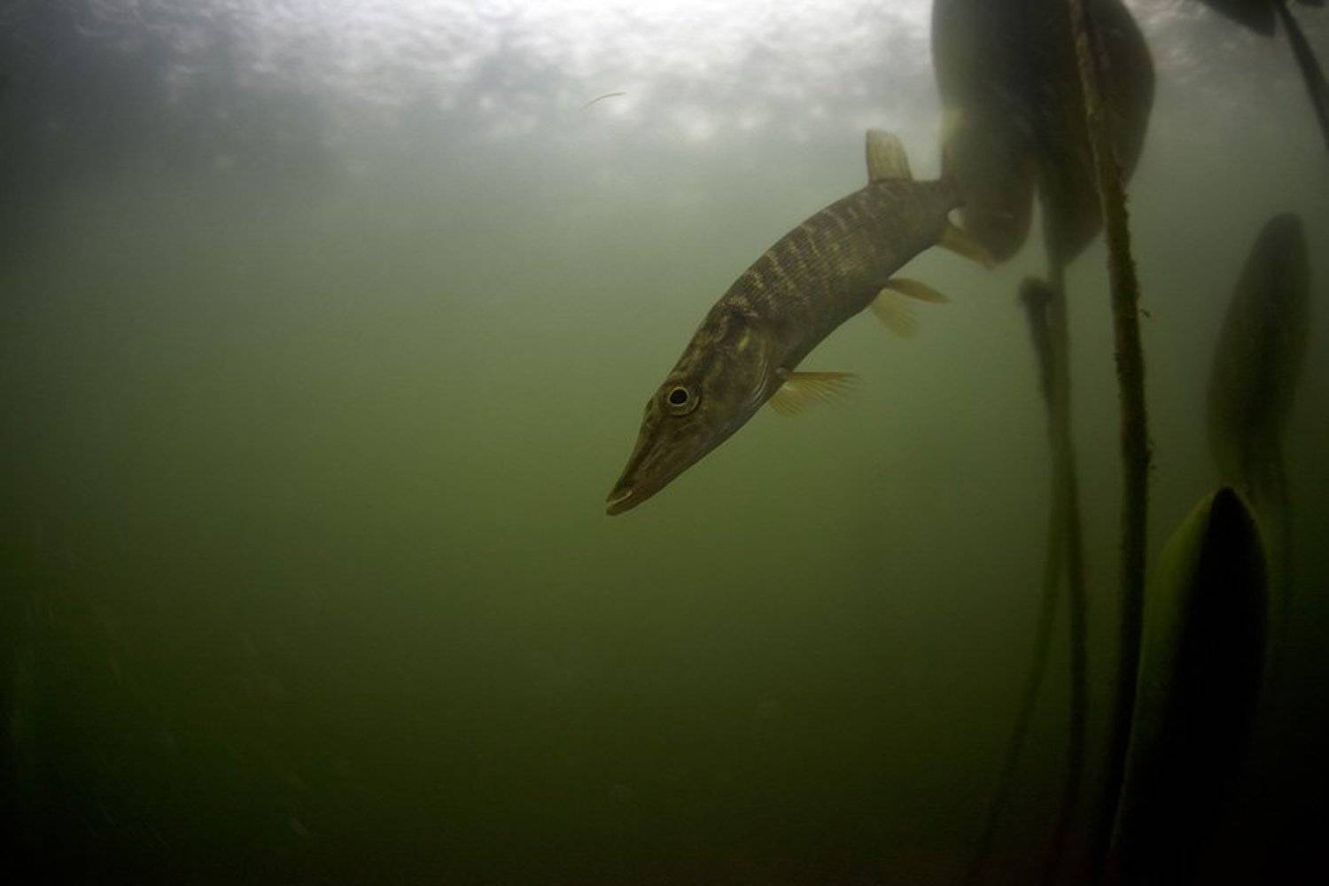 Nikolaev eduard, Vtornik, Подводная фотография, Эдуард VTORNIK  Николаев