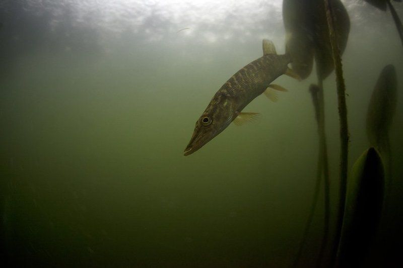 Nikolaev eduard, Vtornik, Подводная фотография Когда наверху дождь. фото превью