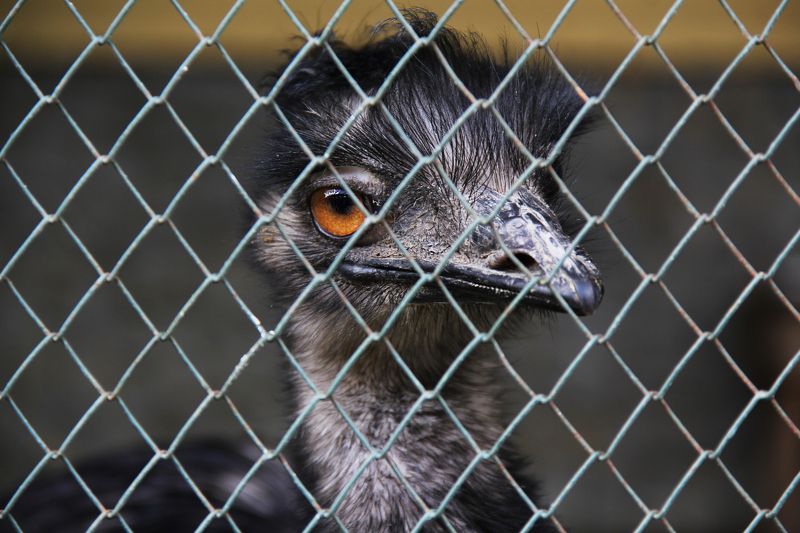 Екатеринбург, Зоопарк, Страус Игорь фото превью