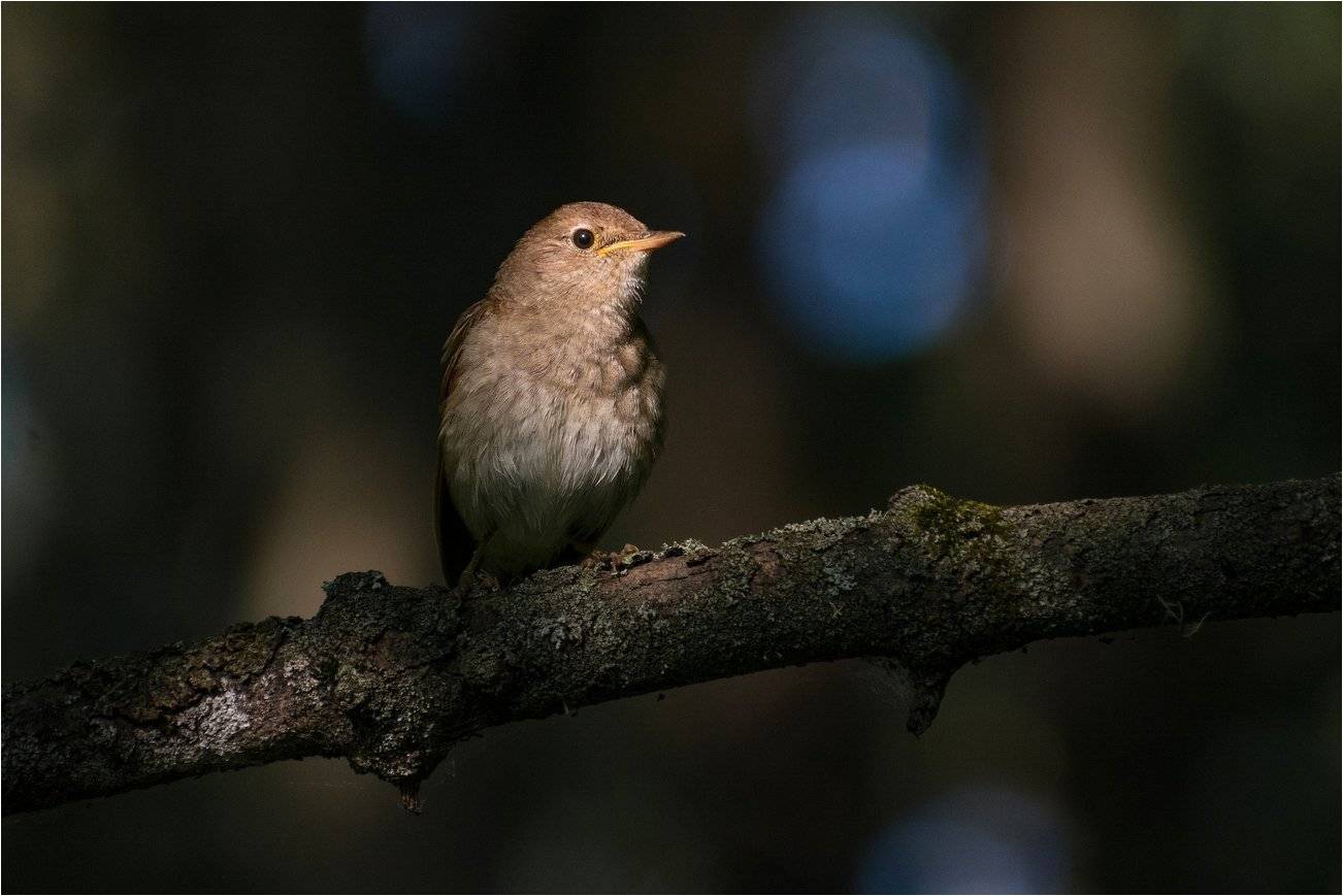 , Руслан Сигушин