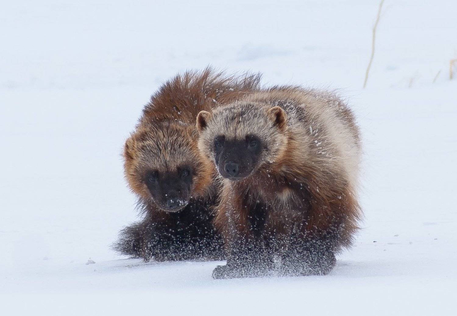 , Андрей Загребельный