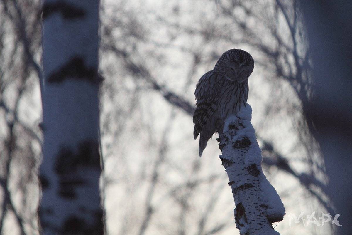 , Шангареев Марс