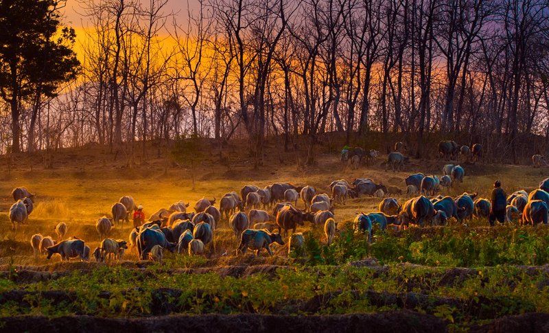 Buffalo, Landscape, Sunset shepherd buffalo фото превью