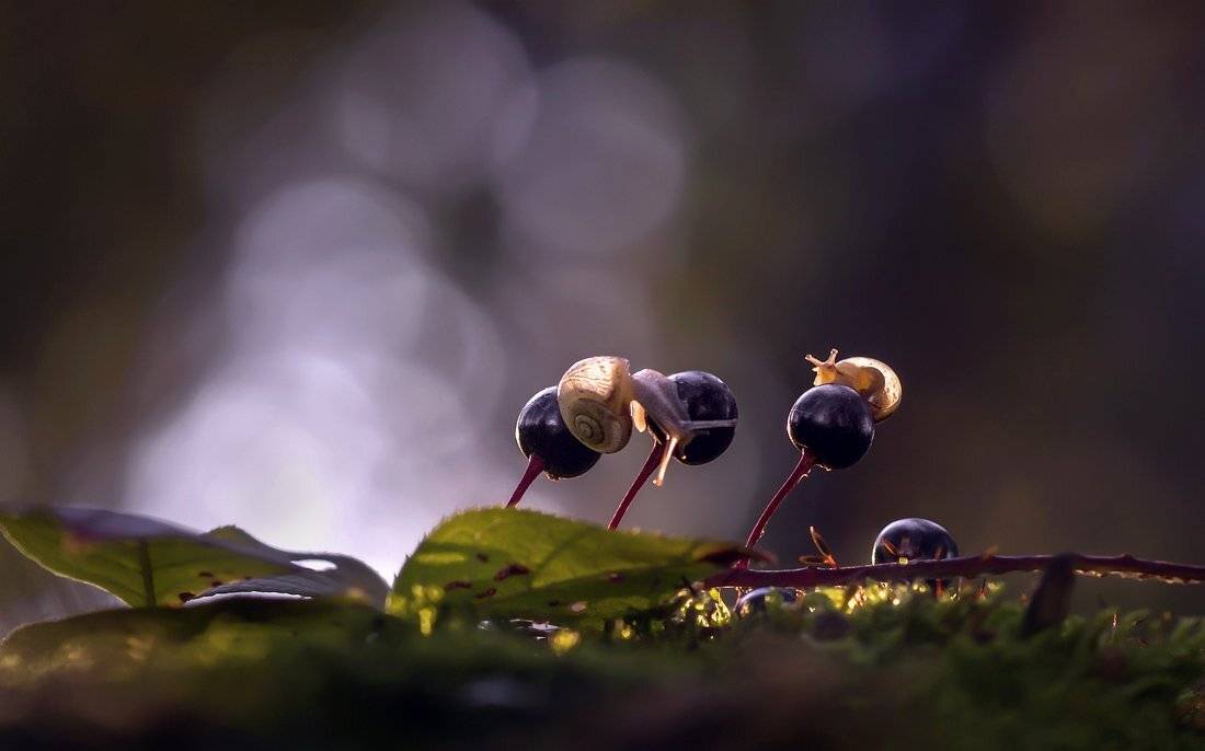 , Анатольевич