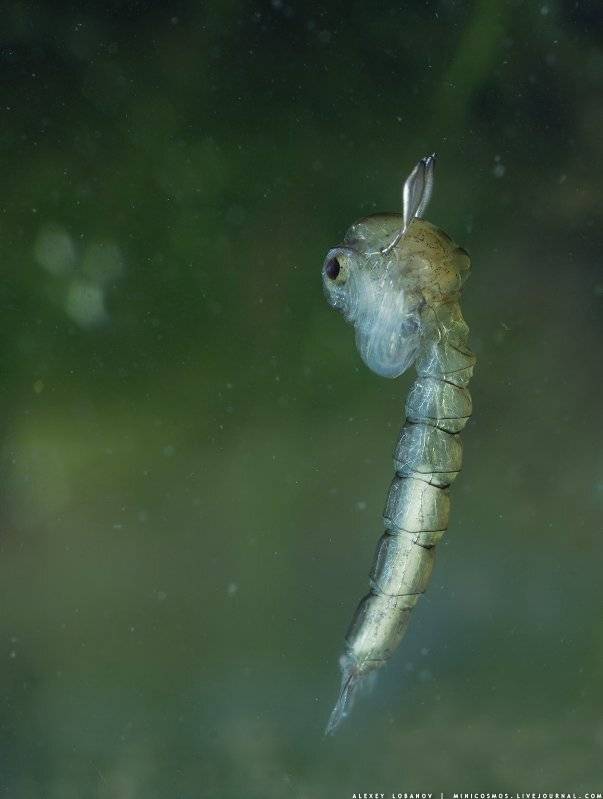 Куколка комара, Алексей Лобанов