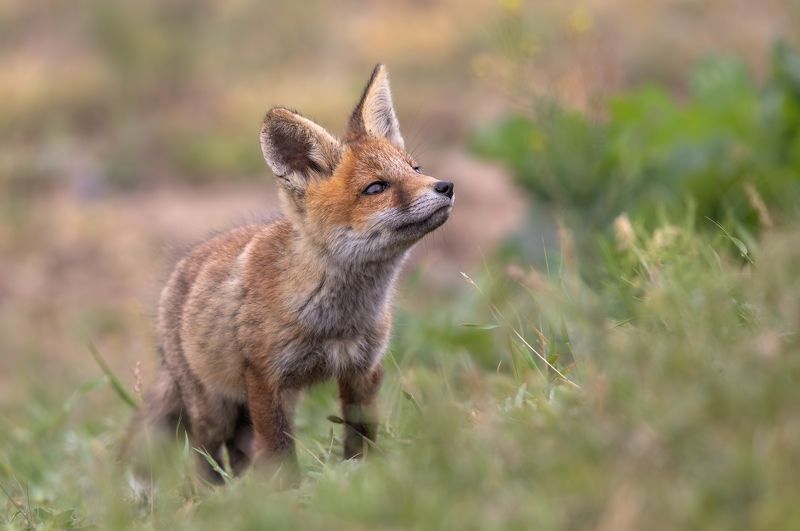 Молодая лисичка.  фото превью