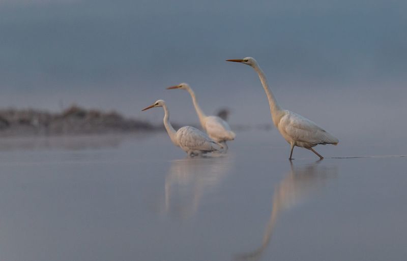 Czapla biała фото превью
