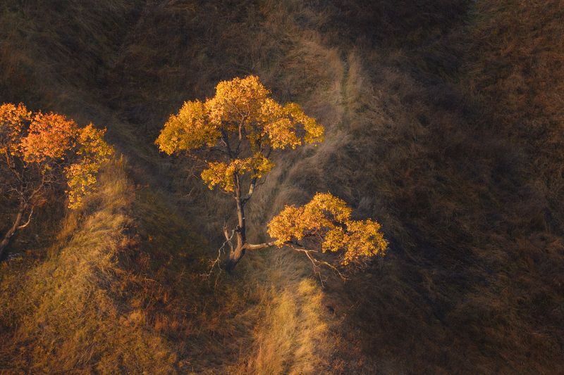 Светлячки фото превью