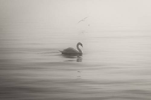 Одинокий кочевник туманного моря.