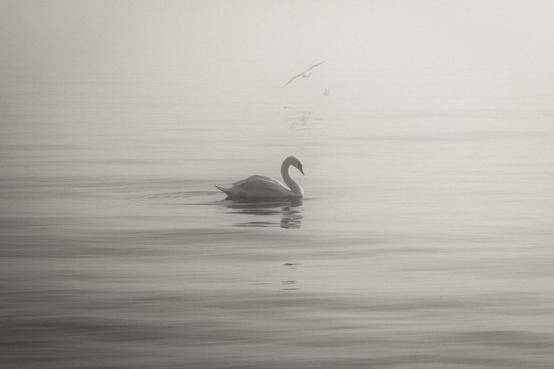 Одинокий кочевник туманного моря. фото превью