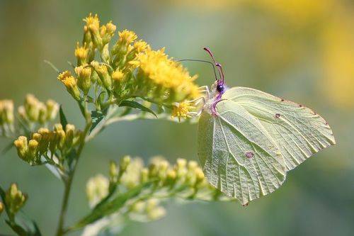 Лимонница крушинная