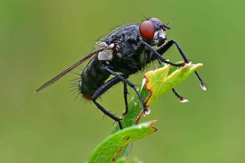 Fly. фото превью