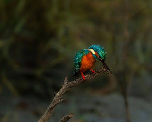 Kingfisher