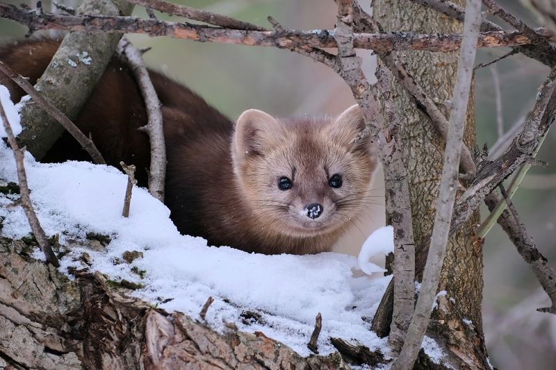 красноярские столбы, соболь, сибирь, красноярск Игривый хищник фото превью