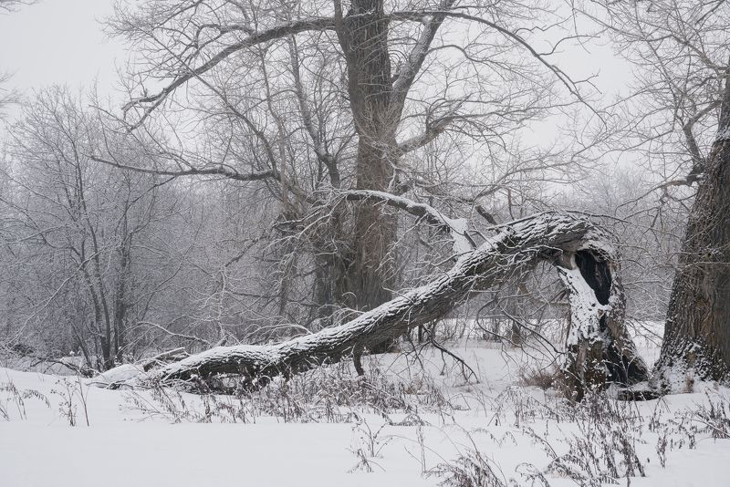 Дремлют тополя под снегом фото превью