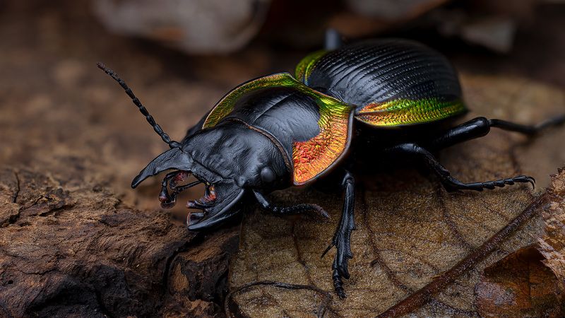 coleoptera, carabidae, mouhotia batesi, жужелица Воин фото превью