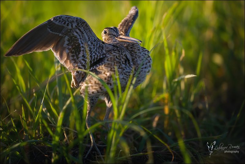 * * * фото превью