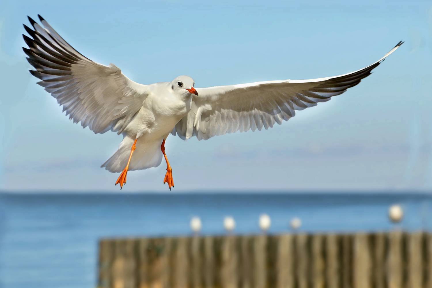 природа, море, птицы, чайка, Шруб (Беляева) Татьяна