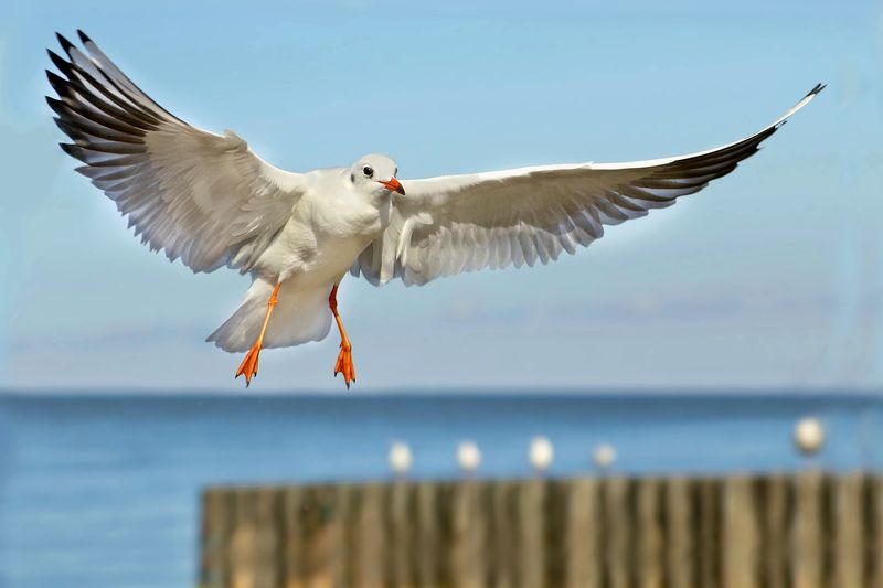 природа, море, птицы, чайка Чайка над морем фото превью