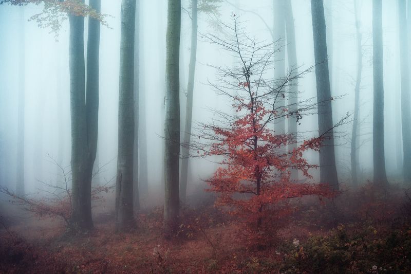 Morning fog фото превью