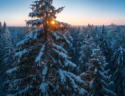 Зимний лес на рассвете