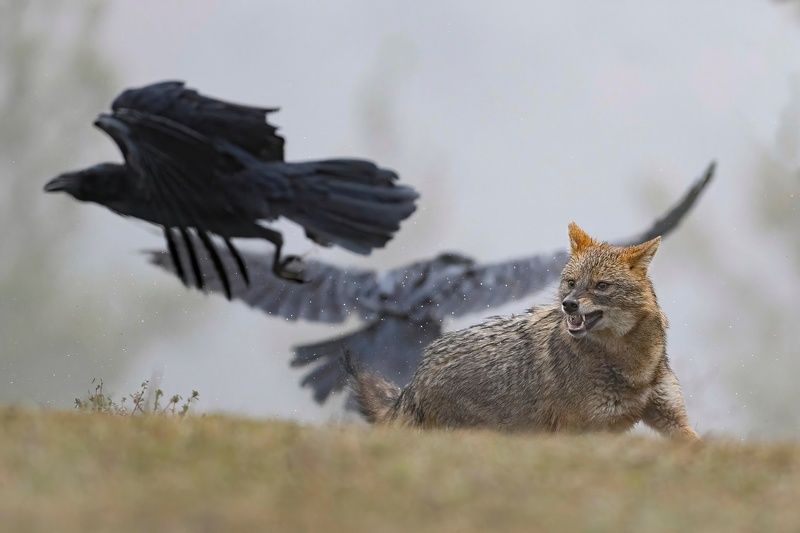 Шакал и его \