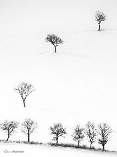 Trees and snow