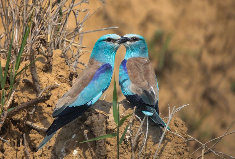 Шёпот.  фото превью