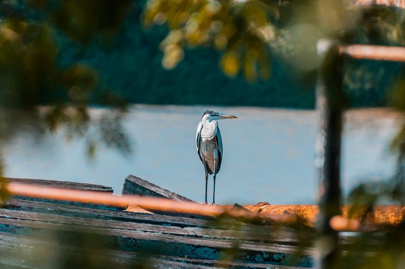 Garza Mora фото превью
