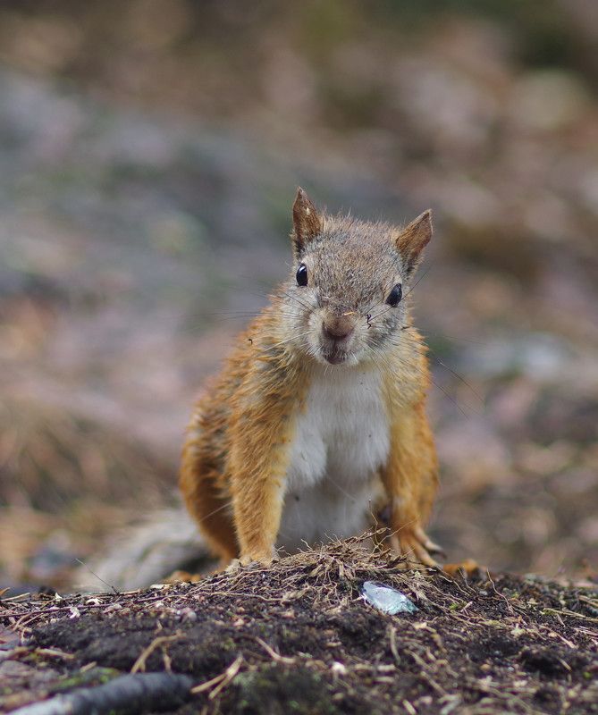 Не добрая белка фото превью