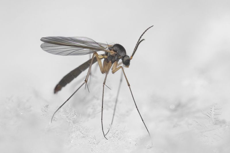 The fungus gnat is on the snow фото превью
