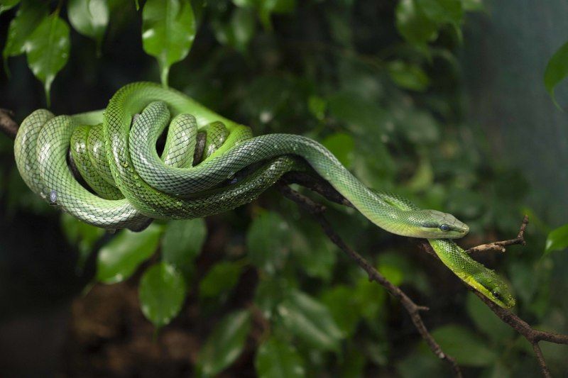 Red- tailed green ratsnake фото превью