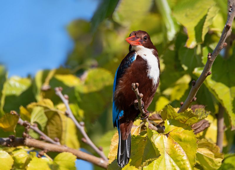 ***Аз есмь царь! :)) фото превью