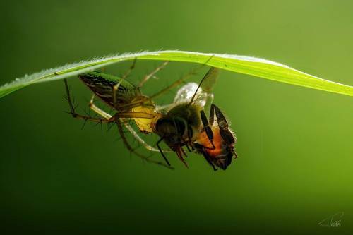 Spider and her prey