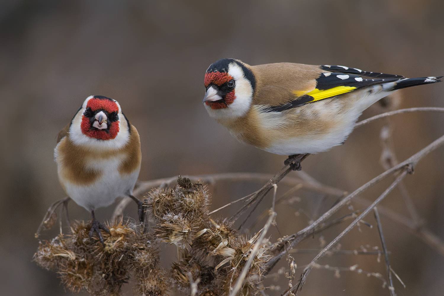 щегол,пара,репейник,завтрак, Иван