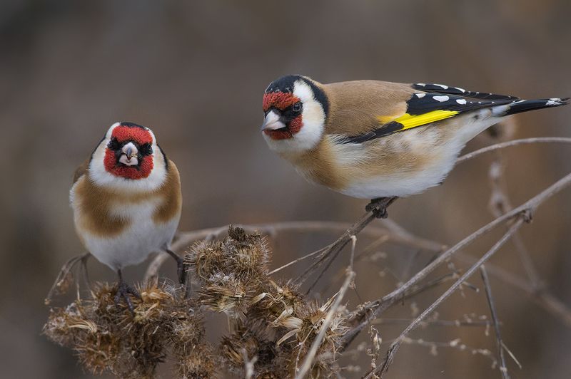 щегол,пара,репейник,завтрак Завтрак вдвоём фото превью
