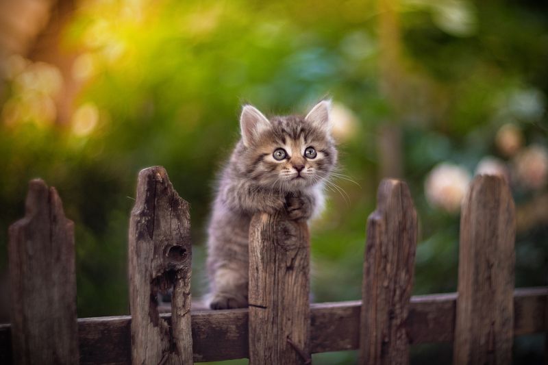 *** фото превью