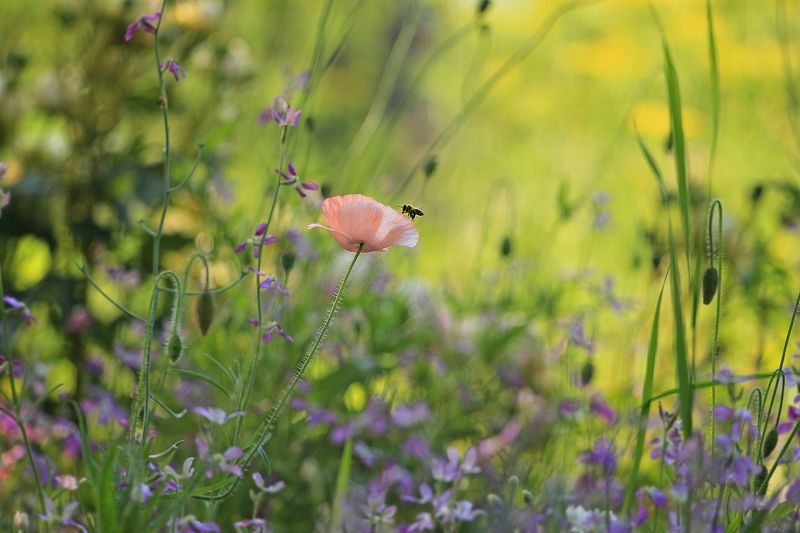 Лето,летом,о лете.. фото превью