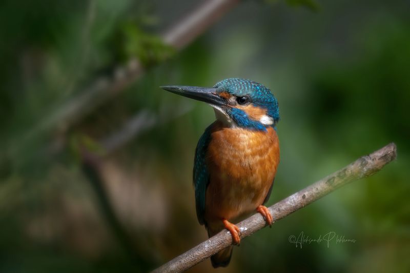 Зимородок фото превью