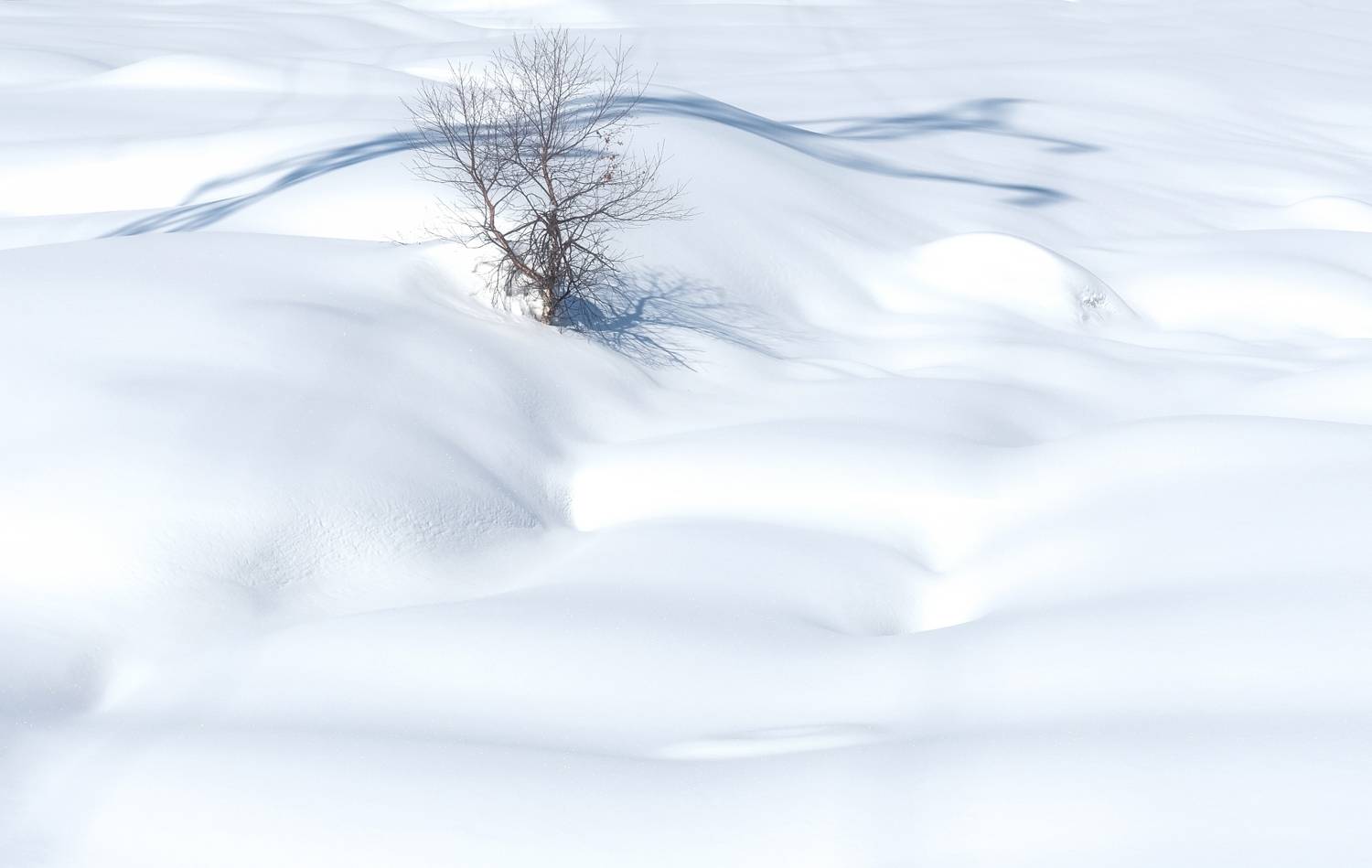 сибирь, зима, одинокое дерево, сугробы, солнечно, снег, тени, безмолвие, Фомина Марина